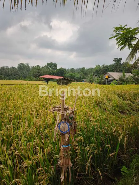 image INVESTASI EMAS TANAH 18 ARE PINGGIR JALAN TABANAN (4)