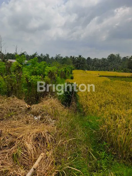 image INVESTASI EMAS TANAH 18 ARE PINGGIR JALAN TABANAN (6)