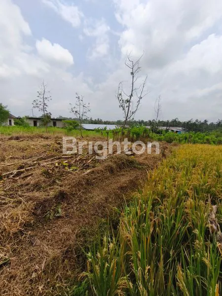 image INVESTASI EMAS TANAH 18 ARE PINGGIR JALAN TABANAN (5)