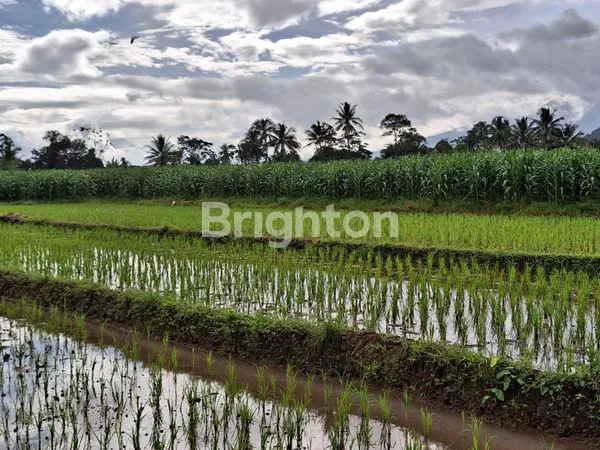image TANAH DESA SITU UDIK KEC CIBUNG KAB BOGOR LT 6789M2/RP 350.000 NEGO (2)