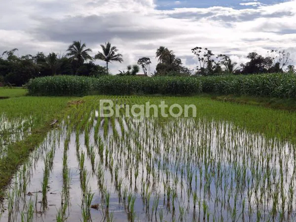 image TANAH DESA SITU UDIK KEC CIBUNG KAB BOGOR LT 6789M2/RP 350.000 NEGO (3)