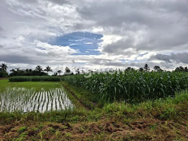 image TANAH DESA SITU UDIK KEC CIBUNG KAB BOGOR LT 6789M2/RP 350.000 NEGO (4)
