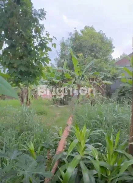 TANAH BUKIT DI UNGASAN BADUNG BALI AREA COMMERCIAL COCOK DIBANGUN VILLA