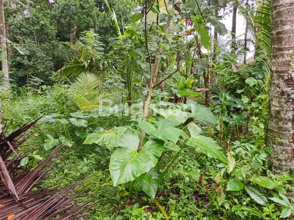image DIJUAL TANAH KEBUN DI TABANAN, MODEL NGANTONG BOTOL COCOK UNTUK VILLA (4)