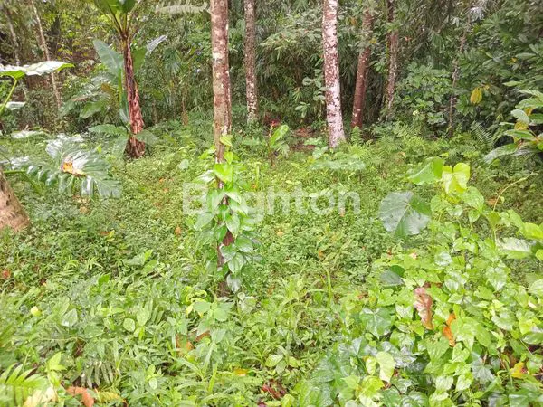 image DIJUAL TANAH KEBUN DI TABANAN, MODEL NGANTONG BOTOL COCOK UNTUK VILLA (2)