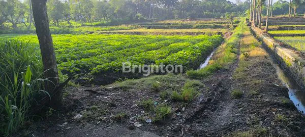 image TANAH LUAS 6.819M² DI CEMOROKANDANG, COCOK UNTUK USAHA POM BENSIN (5)