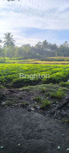 image TANAH LUAS 6.819M² DI CEMOROKANDANG, COCOK UNTUK USAHA POM BENSIN (6)