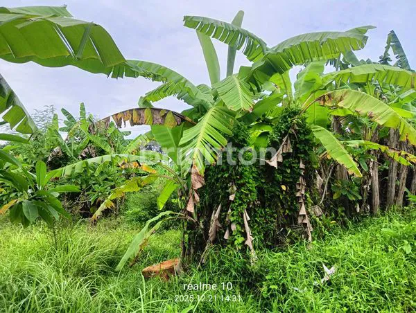 image BUC – TANAH MURAH STRATEGIS BADUNG. (6)