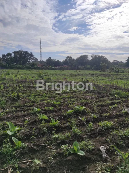 image TANAH DESA GELUNG, PANARUKAN, SITUBONDO ( DEKAT PANTAI PATHEK SITUBONDO ) 16930 M2 SHM 4 SURAT (2)