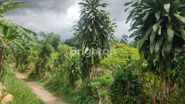 image TANAH LUAS 2080M² DI SUKARAJA BOGOR, HANYA 2 JUTA/M² (6)