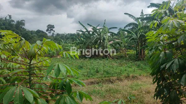 image TANAH LUAS 2080M² DI SUKARAJA BOGOR, HANYA 2 JUTA/M² (2)