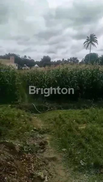 image 4.409 M² TANAH LADANG LUAS DI SIMANINDO, BISA DIJADIKAN HOTEL, HOMESTAY, RESTORAN KARENA TERLETAK DEKAT DENGAN KAWASAN HOTEL DIWILAYAH SIMANINDO (3)