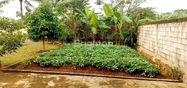 image TANAH RUMAH LUAS MURAH CIAMPEA BOGOR  (3)