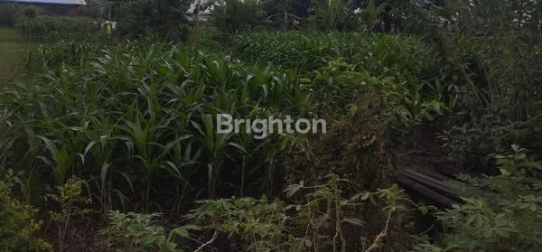 image 1.500 M² TANAH LADANG LUAS DI SETIABUDI MEDAN SELAYANG. BISA DIJADIKAN PERUMAHAN, TEMPAT KOST, RUMAH DAN VILLA (6)