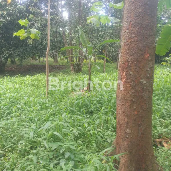 image LAHAN KOSONG SERANG (1)