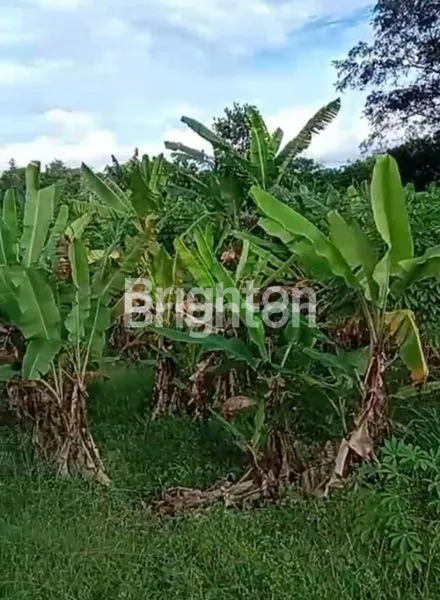 image KAVLING PREMIUM 50X100M DI PAMULANG, DEKAT MODERN HILL (4)