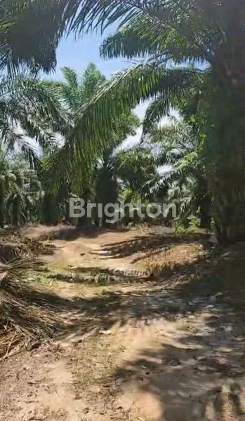 image 70 HEKTAR LADANG & SAWIT DI SIMALUNGUN SIAP TANAM SAWIT & TANAMAN LAINNYA (5)