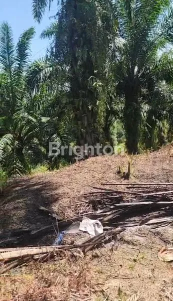 image 70 HEKTAR LADANG & SAWIT DI SIMALUNGUN SIAP TANAM SAWIT & TANAMAN LAINNYA (4)