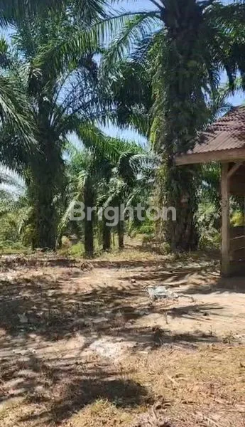 image 70 HEKTAR LADANG & SAWIT DI SIMALUNGUN SIAP TANAM SAWIT & TANAMAN LAINNYA (6)