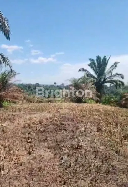 image 70 HEKTAR LADANG & SAWIT DI SIMALUNGUN SIAP TANAM SAWIT & TANAMAN LAINNYA (1)