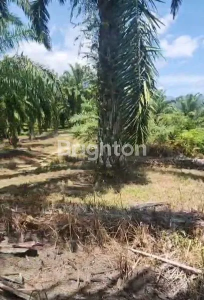 image 70 HEKTAR LADANG & SAWIT DI SIMALUNGUN SIAP TANAM SAWIT & TANAMAN LAINNYA (2)