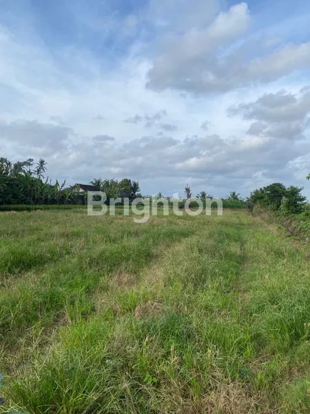 image DISEWAKAN TANAH LUAS 33 ARE ABIANSEMAL, BADUNG BALI (1)