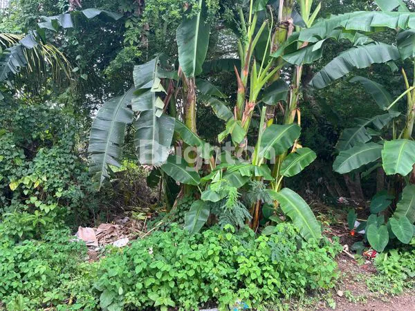 image TANAH UNGASAN (4)