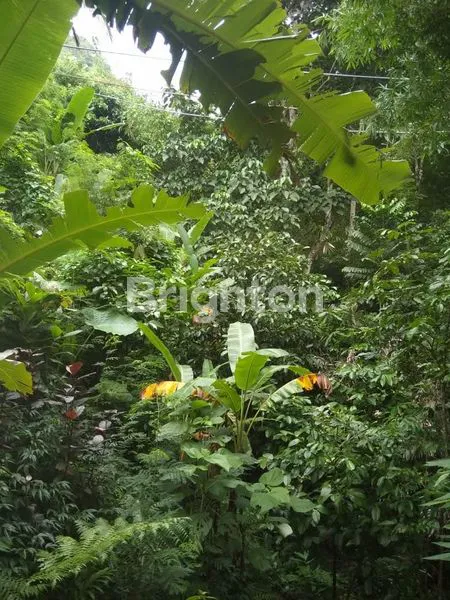 image DIJUAL TANAH KEBUN POTENSIAL DI SINGARAJA BULELENG (2)