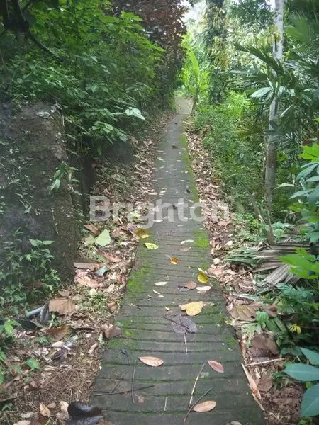 image DIJUAL TANAH KEBUN POTENSIAL DI SINGARAJA BULELENG (3)