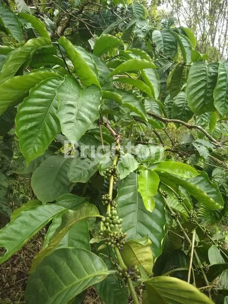 image DIJUAL TANAH KEBUN POTENSIAL DI SINGARAJA BULELENG (4)