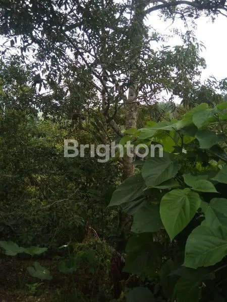 image DIJUAL TANAH KEBUN POTENSIAL DI SINGARAJA BULELENG (6)