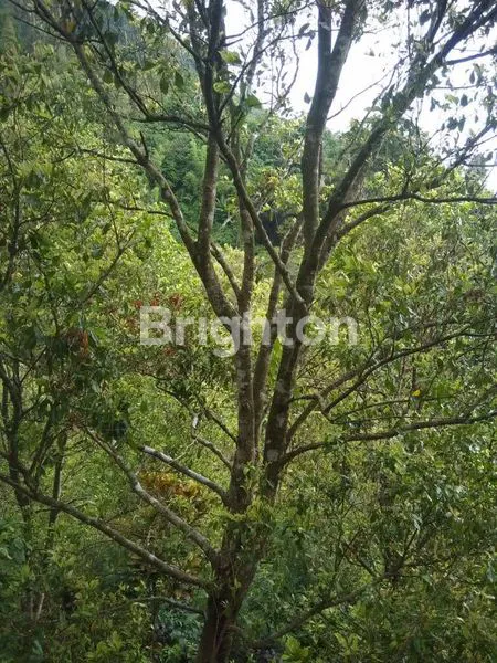 image DIJUAL TANAH KEBUN POTENSIAL DI SINGARAJA BULELENG (5)