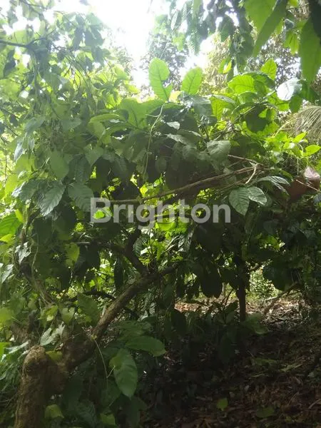 image DIJUAL TANAH KEBUN POTENSIAL DI SINGARAJA BULELENG (7)
