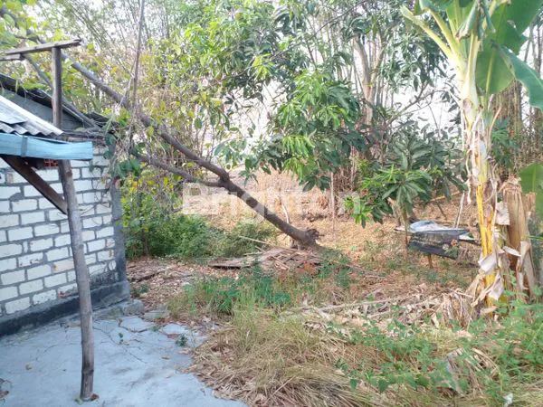 image DI JUAL MURAH TERAWAT  (2)