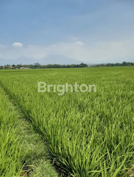 image 3 BIDANG TANAH SAWAH PRODUKTIF DI CIPARAY, BANDUNG (2)