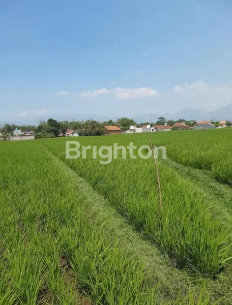 image 3 BIDANG TANAH SAWAH PRODUKTIF DI CIPARAY, BANDUNG (3)