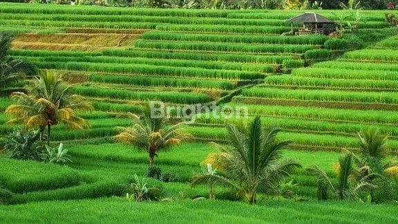 image PREMIUM LAND INVESTMENT PENEBAL TABANAN (1)