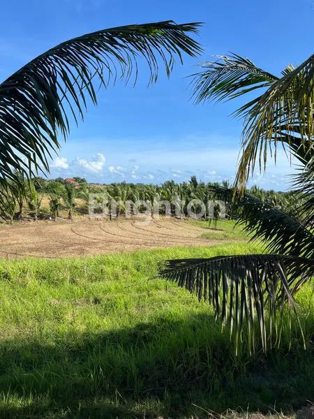 image TANAH STRATEGIS 2000M² DI JLN PANTAI KLECUNG, DEKAT PANTAI (2)