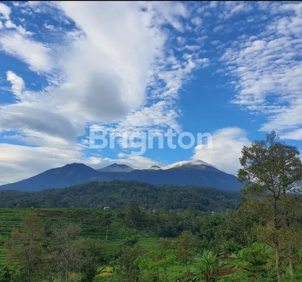 image TANAH PRIGEN TRAWAS PASURUAN JAWA TIMUR (5)