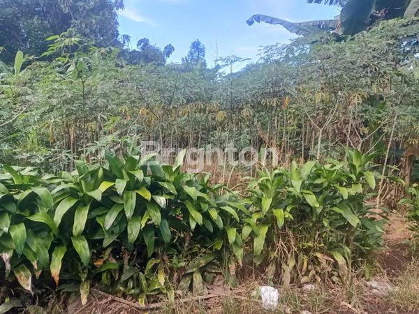 image TANAH 2 ARE DI TABANAN PENEBEL SIAP BANGUN (2)