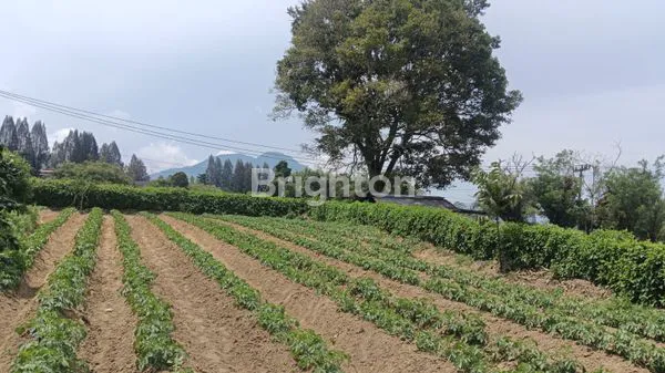 image TANAH STRATEGIS DI BERASTAGI DEKAT BUKIT KUBU (4)