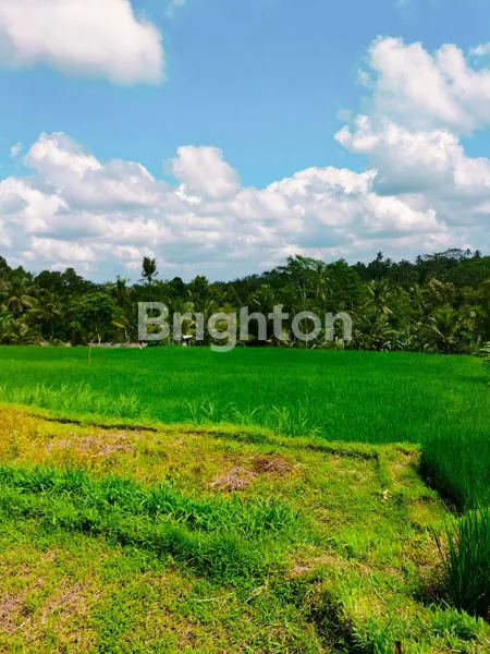 image \U2728 DIJUAL TANAH PREMIUM 16 ARE - UBUD, VIEW SAWAH & GUNUNG \U2728\N (1)