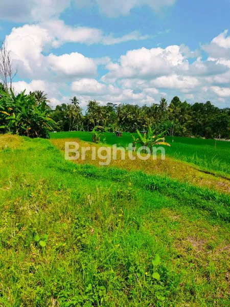 image \U2728 DIJUAL TANAH PREMIUM 16 ARE - UBUD, VIEW SAWAH & GUNUNG \U2728\N (2)