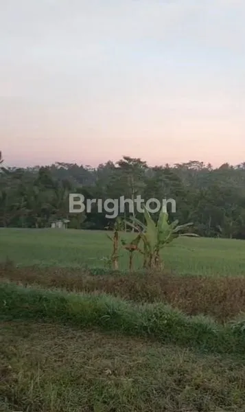 image \U2728 DIJUAL TANAH PREMIUM 16 ARE - UBUD, VIEW SAWAH & GUNUNG \U2728\N (4)
