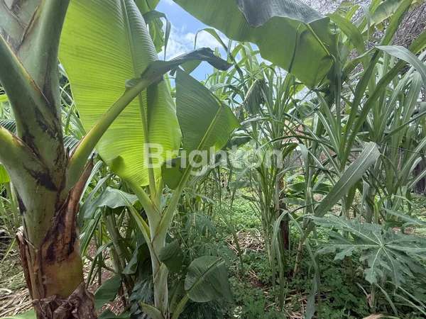 image TANAH LANGKA DI KAMPIAL — 400 M² SIAP JADI VILLA IMPIAN JIMBARAN (3)