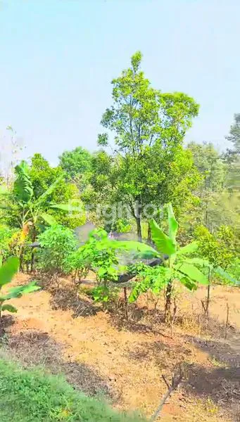 BUTUH CEPAT LAKU !! KEBUN CENGKEH & DURIAN PRODUKTIF DI WONOSALAM - JOMBANG