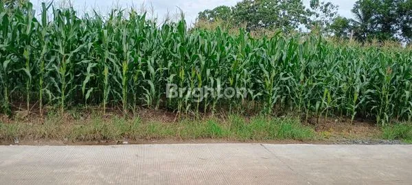 image DIJUAL CEPAT TANAH HARGA MURAH MERIAH (1)