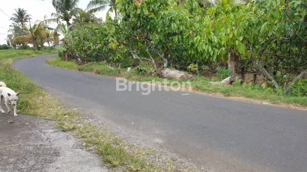 image DIJUAL TANAH KEBUN 30 ARE DI ANGKAH SELEMADEG BARAT TABANAN (1)