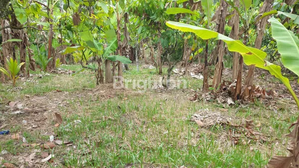 image DIJUAL TANAH KEBUN 30 ARE DI ANGKAH SELEMADEG BARAT TABANAN (3)