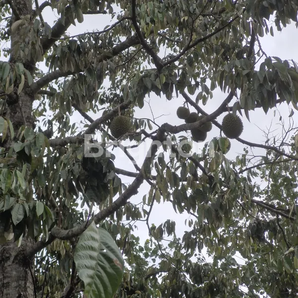 image DIJUAL TANAH KEBUN 30 ARE DI ANGKAH SELEMADEG BARAT TABANAN (5)